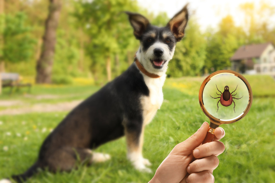 Ticks and Fleas in Summer – How to Protect Your Dog