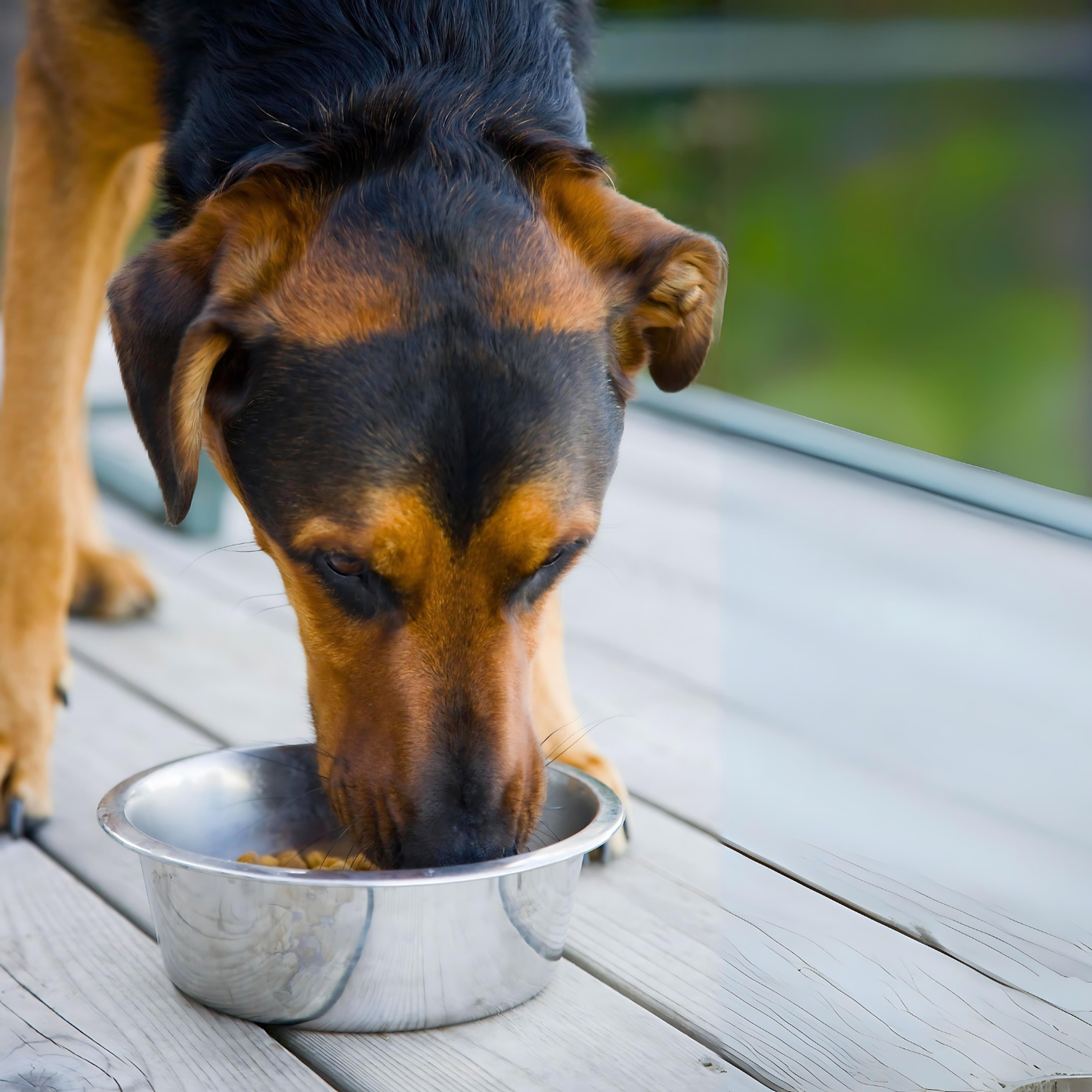 Pets Empire Polised Double Dinner For Dog