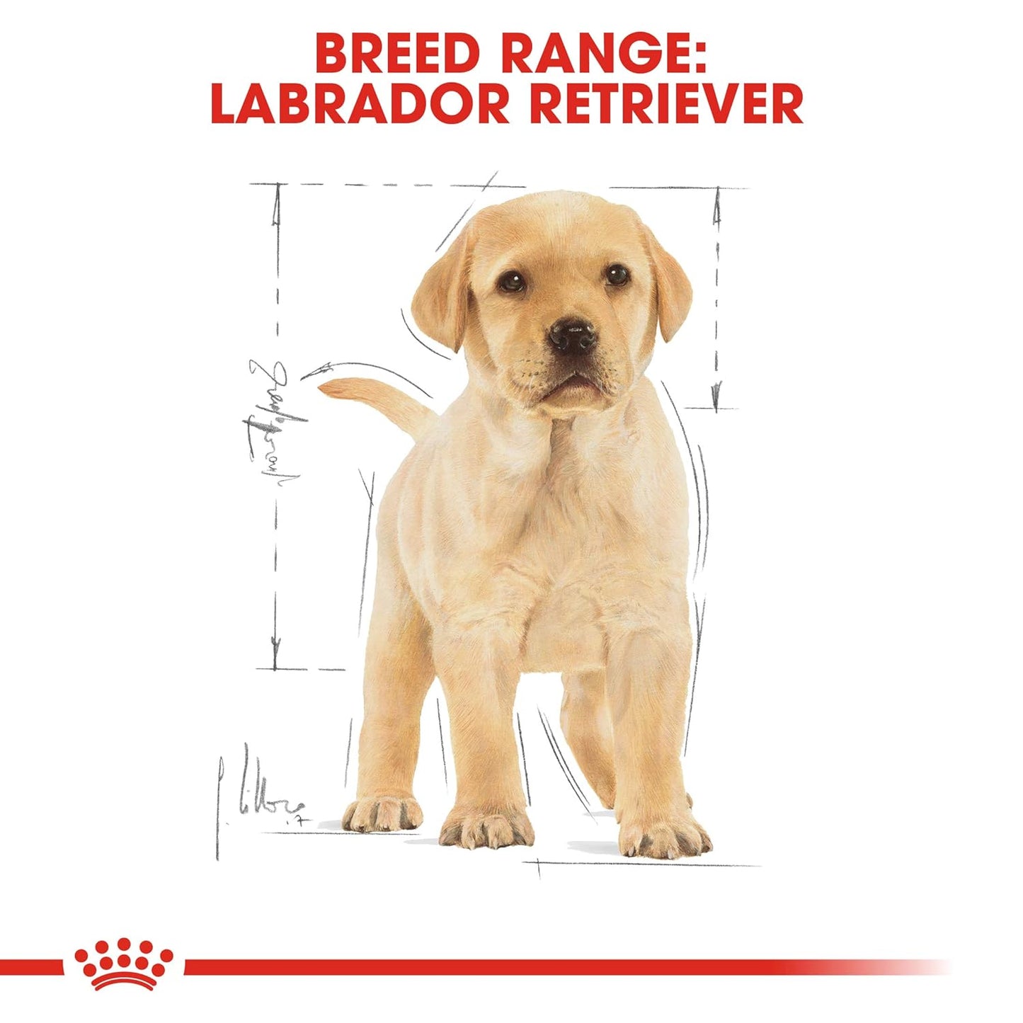 Royal Canin Labrador Retriever Puppy Dry Dog Food – 3kg | Complete Nutrition for Puppies
