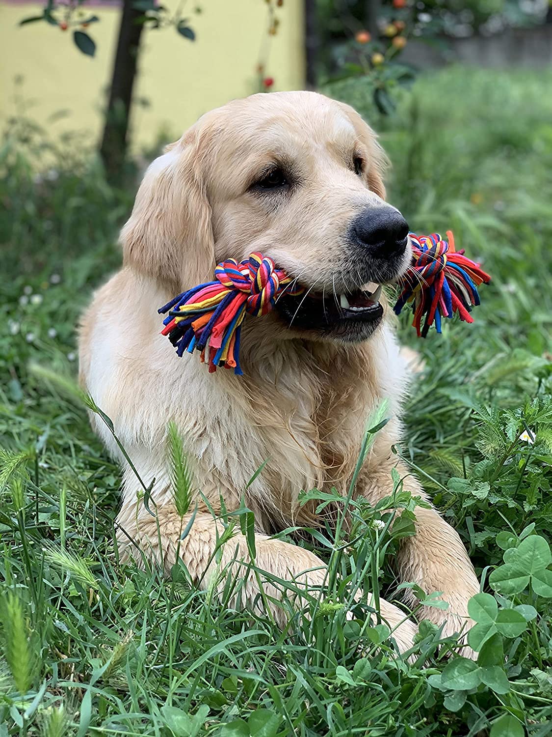 Pets Empire combo of Puppy Breed Dog Rope Toy (Pack of 4)