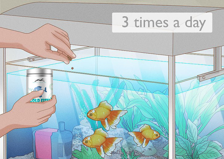 Pets Empire Daily Nutrition Gold Fish Food for Aquariums