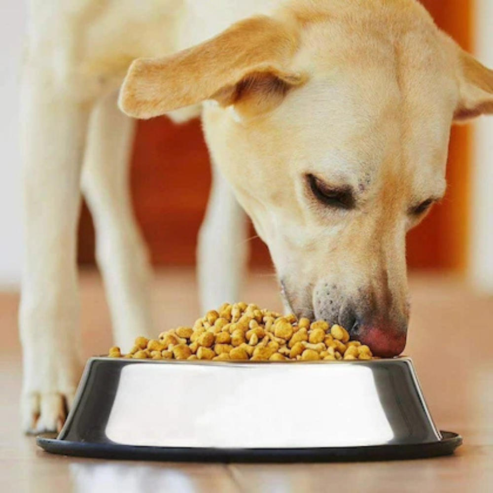 Pets Empire Mealtime Bowl (Pack of 2)