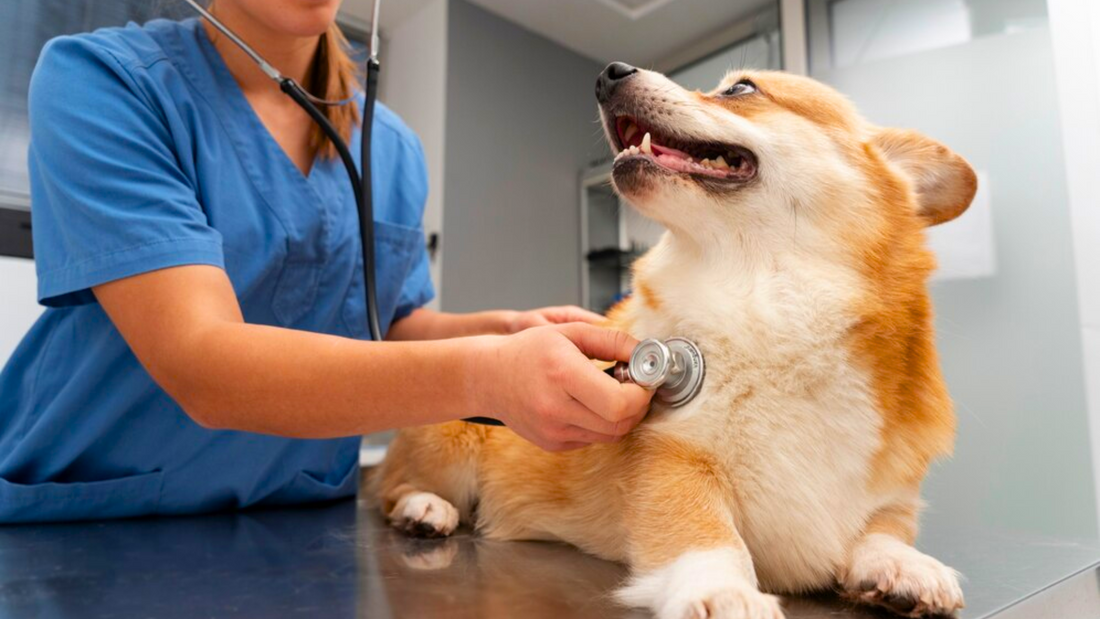 COMMON DOG HEALTH PROBLEMS & HOW TO PREVENT THEM