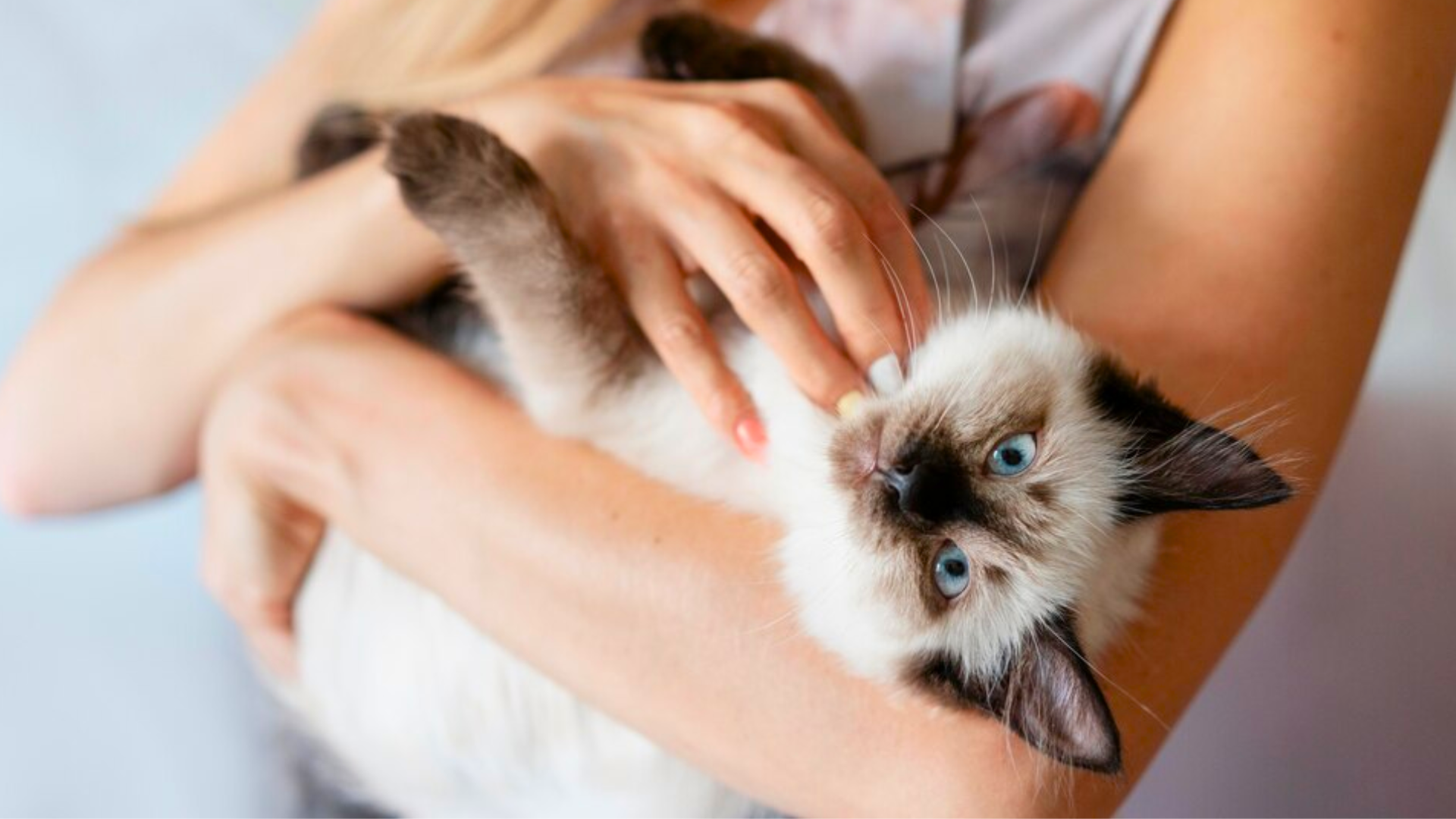 10 Must-Know Tips for First-Time Cat Parents