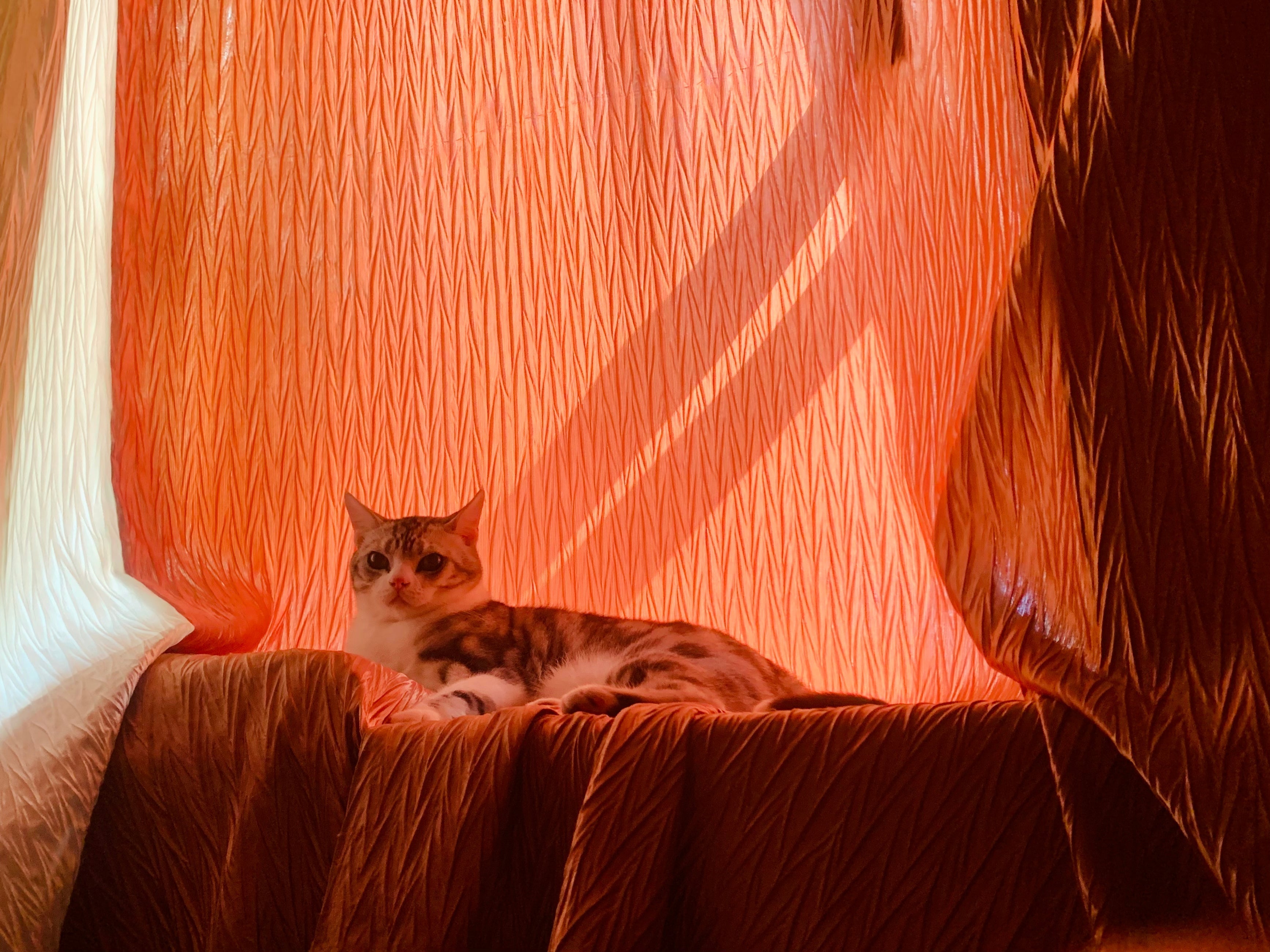 Summer Must-Dos for Cats – Keep Your Feline Cool & Happy