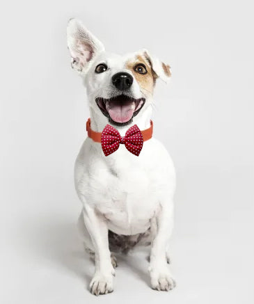 Pets Empire Dog & Cat Bow Tie for All Breeds- Red color