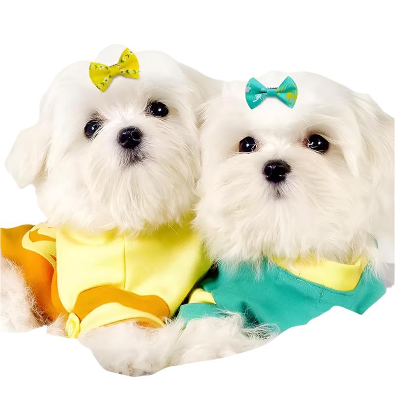 Pets Empire Mixed Hair Bows Clip for Cat/Puppy
