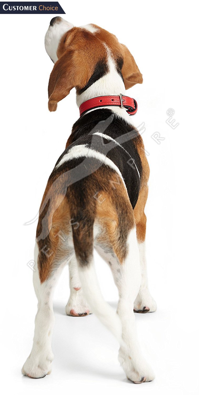 Pets Empire Leather Collar for Dogs