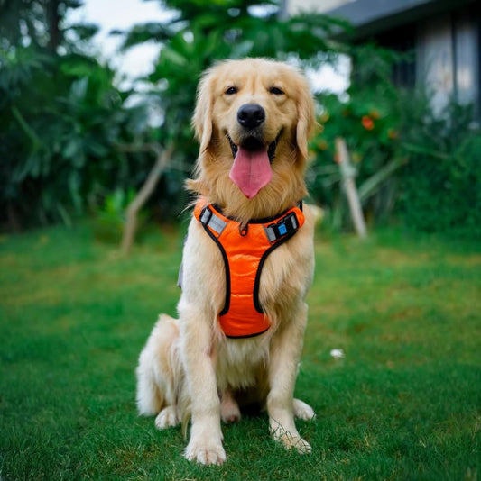 Pets Empire No-Pull Dog Harness (Orange) | Adjustable & Anti-Choke