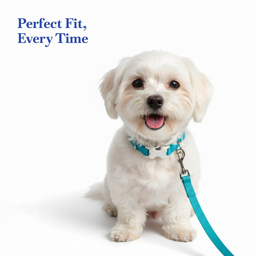 PETS EMPIRE Classic Dog Collar & Leash Set with Bow-Blue