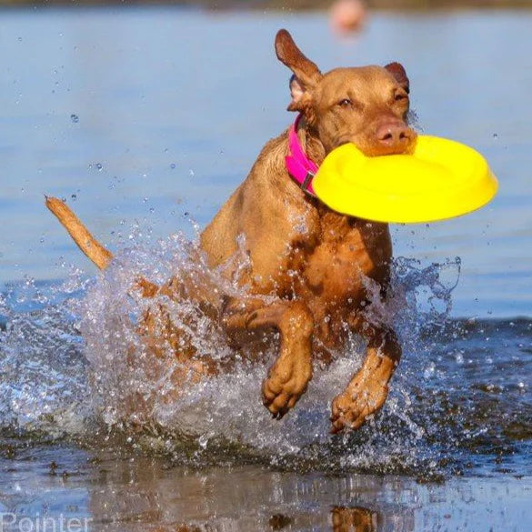 Pets Empire Flying Disc Toy for dogs