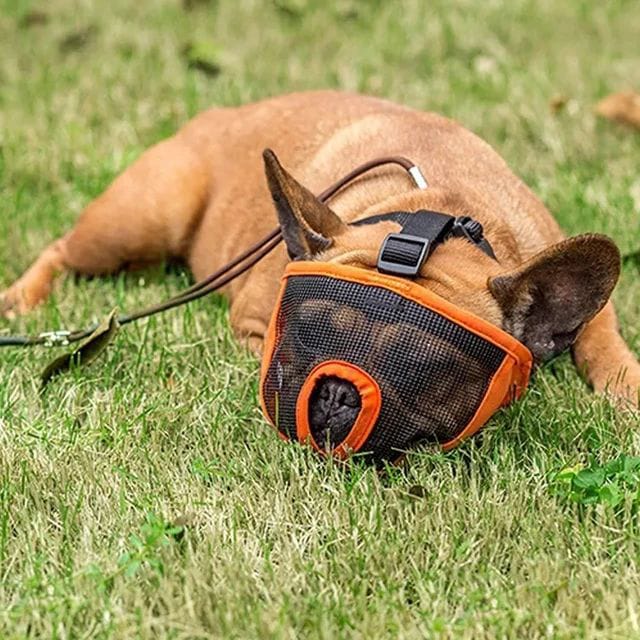 Pets Empire Snout Muzzle for Dogs