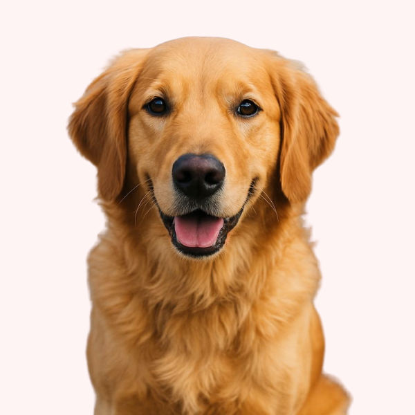 Dogs