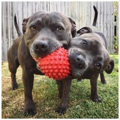 Pets Empire Spike Ball for Dogs - Pack of 2