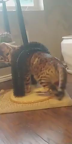 PETS EMPIRE Arch Self Groomer For Cat