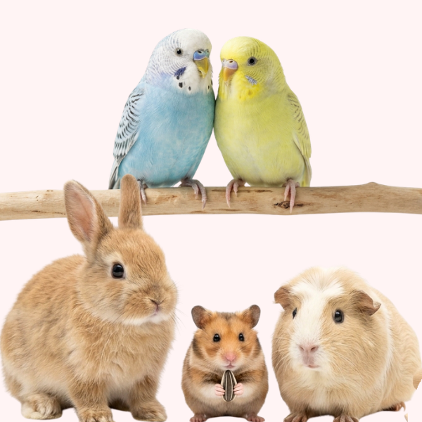 Small Animals